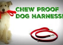 What Is The Best Strong, Heavy Duty & Chew Proof Dog Harness